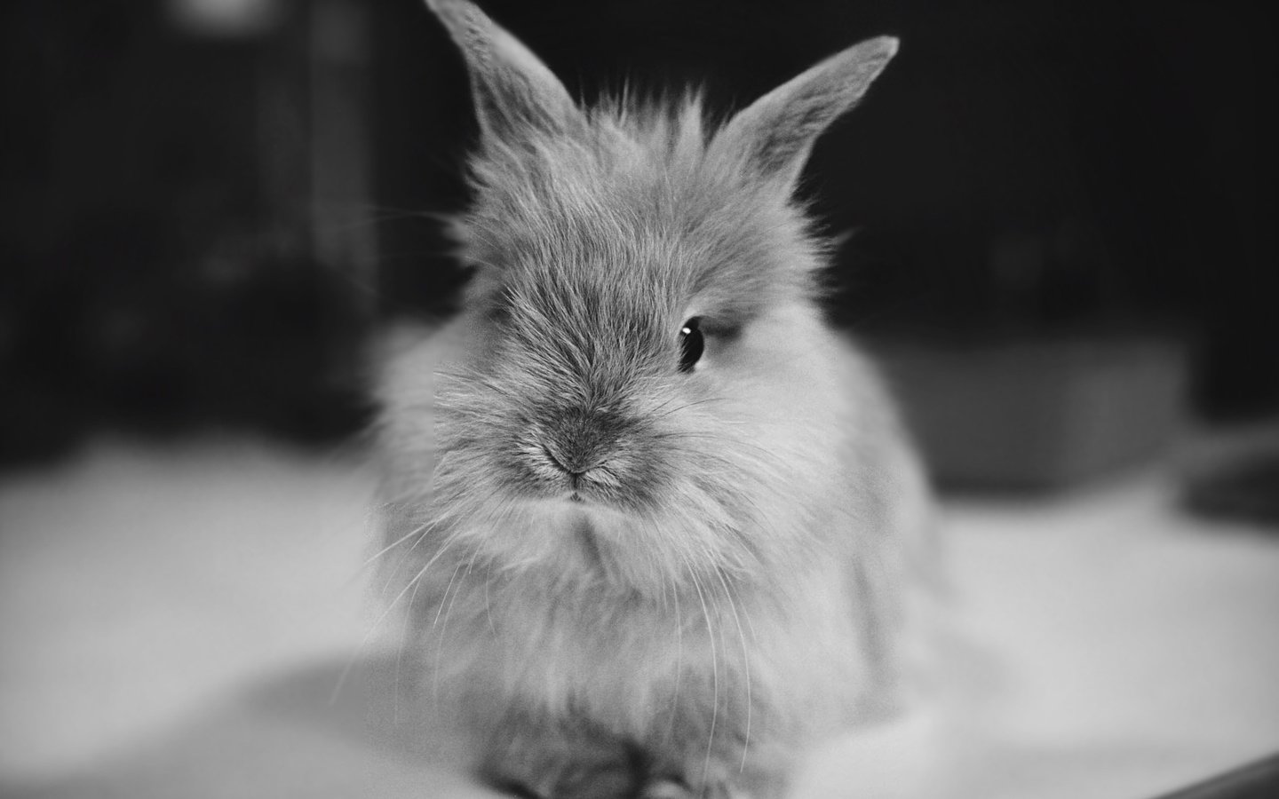 Обои чёрно-белое, кролик, животное, уши, black and white, rabbit, animal, ears разрешение 2237x1499 Загрузить