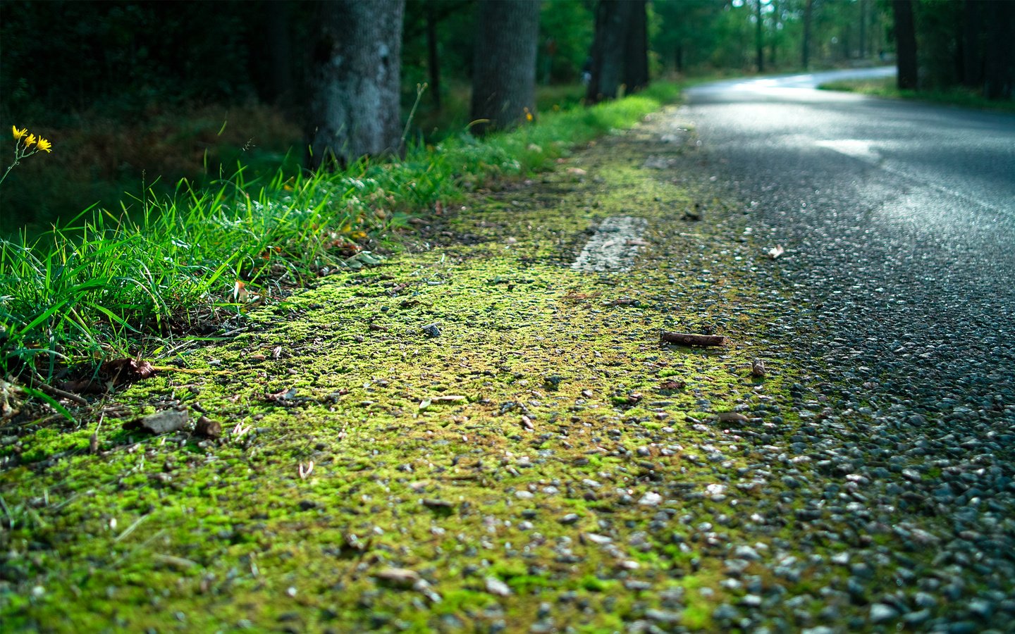 Обои дорога, трава, лес, мох, обочина, road, grass, forest, moss, roadside разрешение 1920x1200 Загрузить