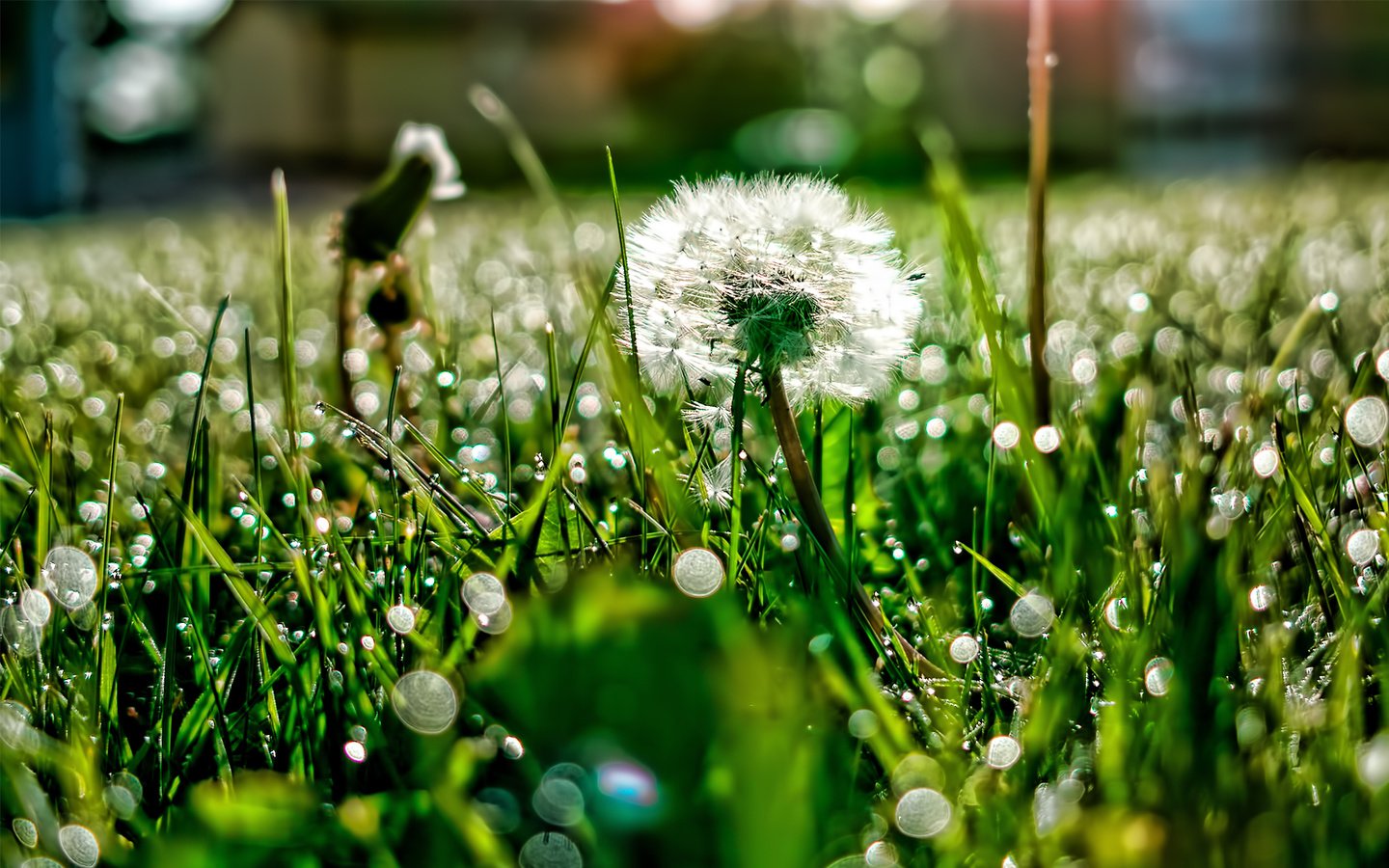 Обои свет, трава, роса, блики, поляна, одуванчик, light, grass, rosa, glare, glade, dandelion разрешение 1920x1200 Загрузить