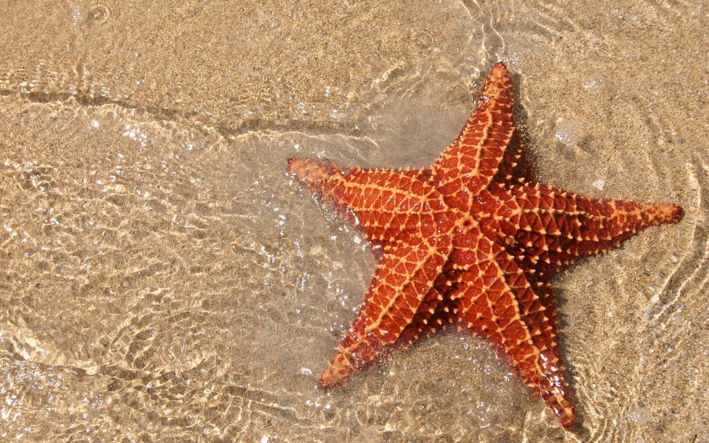 Обои песок, морская, звезда, океан, sand, sea, star, the ocean разрешение 1920x1200 Загрузить
