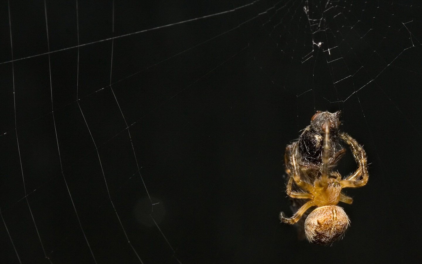 Обои черный фон, жертва, паук, паутина, black background, the victim, spider, web разрешение 1920x1440 Загрузить