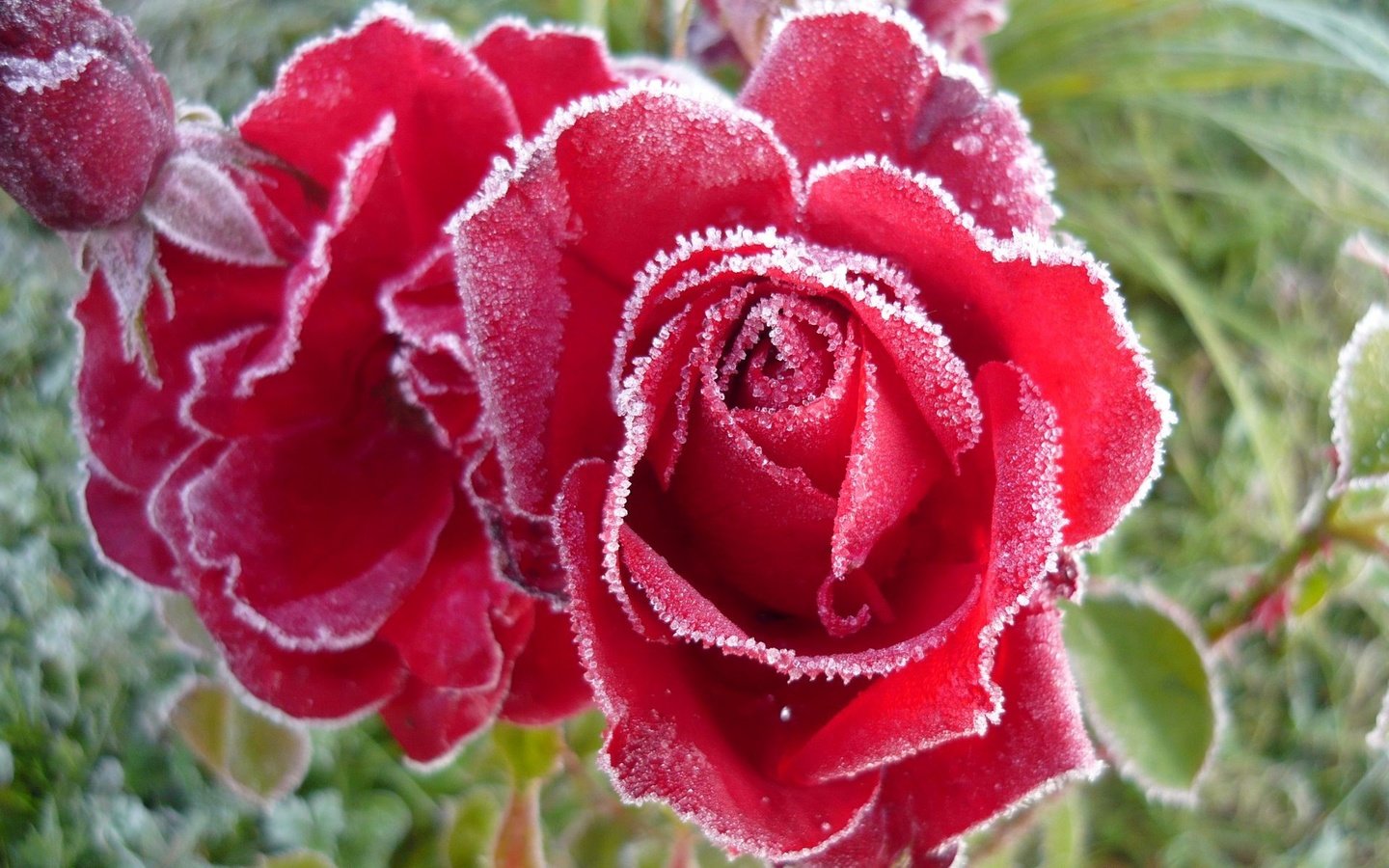 Обои бутоны, розы, иней, buds, roses, frost разрешение 1920x1200 Загрузить