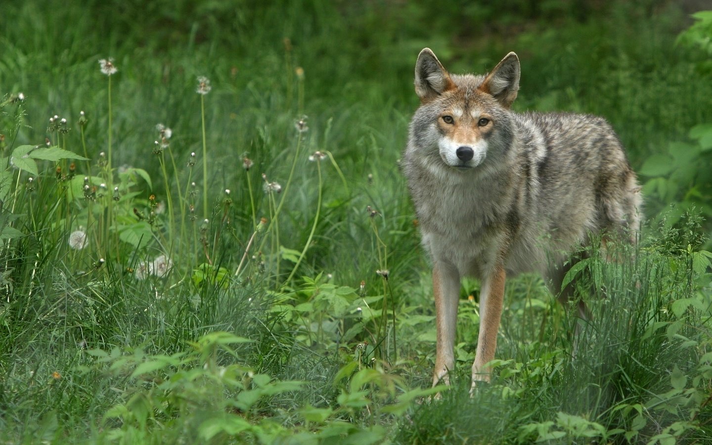 Обои трава, взгляд, волк, grass, look, wolf разрешение 1920x1200 Загрузить