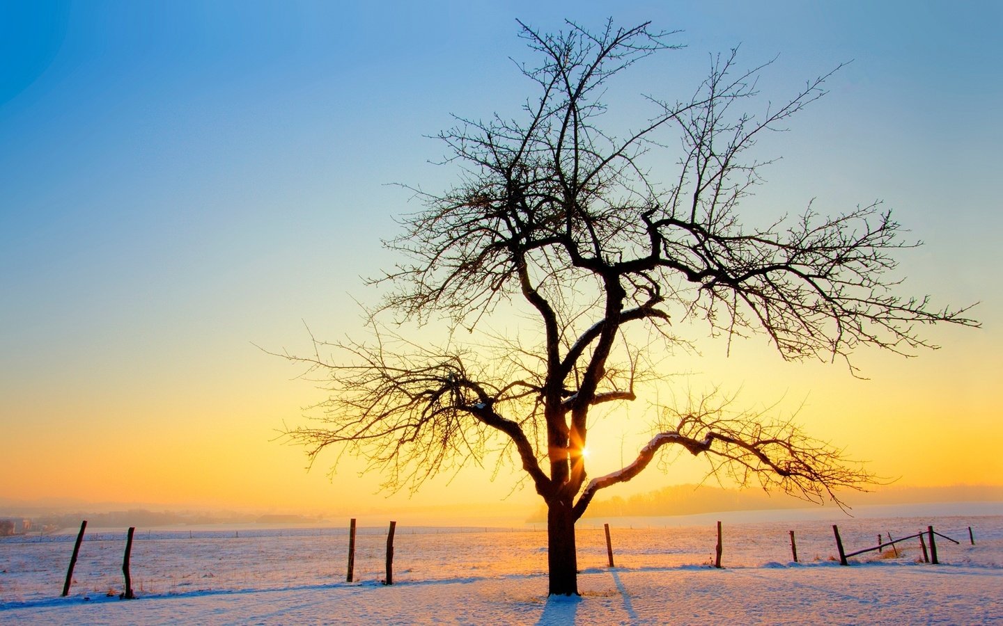 Обои снег, дерево, закат, зима, snow, tree, sunset, winter разрешение 1920x1080 Загрузить