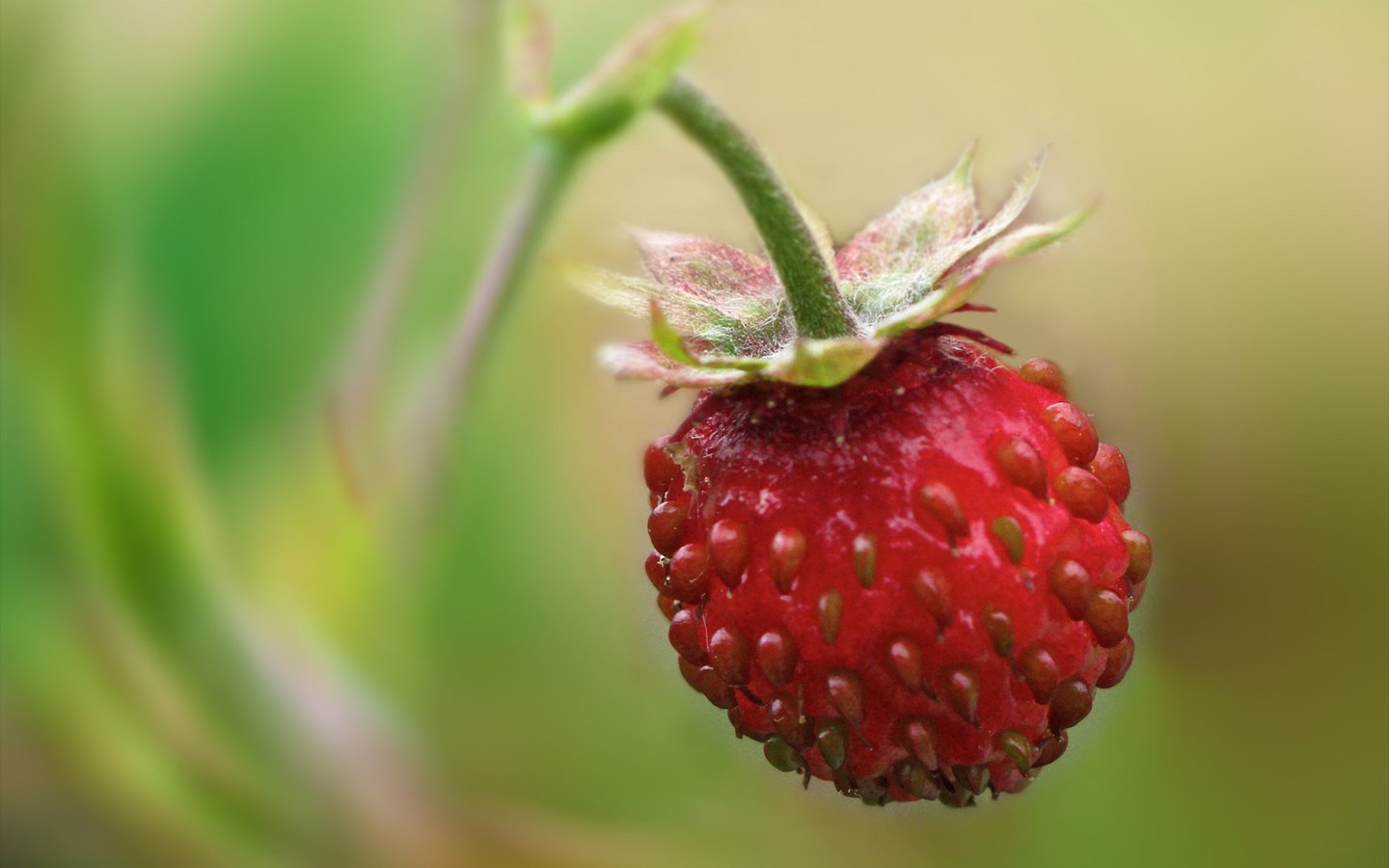 Обои земляника, одна, висит, strawberries, one, hanging разрешение 1900x1200 Загрузить