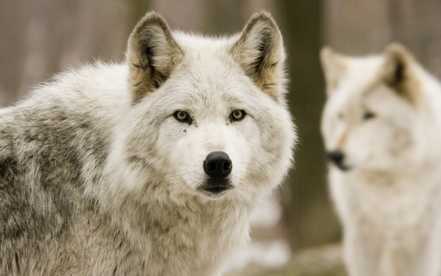 Обои природа, лес, хищники, волки, охота, волк, nature, forest, predators, wolves, hunting, wolf разрешение 3888x2592 Загрузить