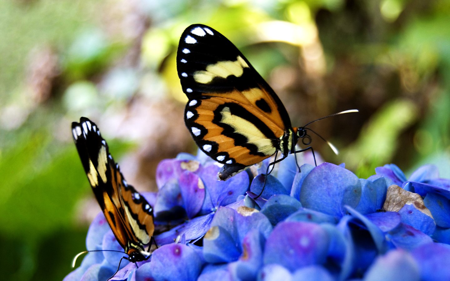 Обои цветы, бабочки, нектар, flowers, butterfly, nectar разрешение 2560x1600 Загрузить