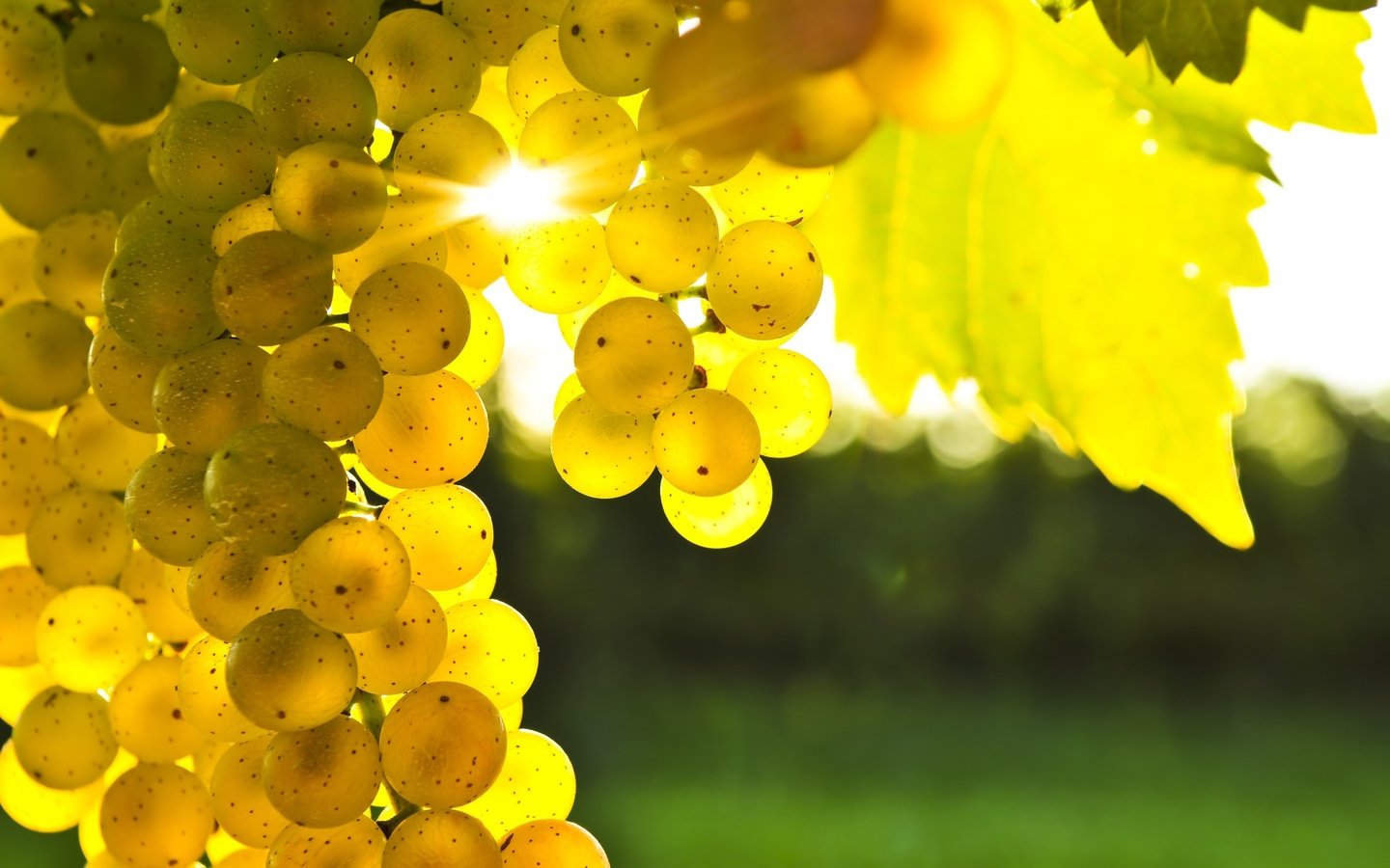 Обои солнце, виноград, лоза, гроздь, the sun, grapes, vine, bunch разрешение 2560x1600 Загрузить