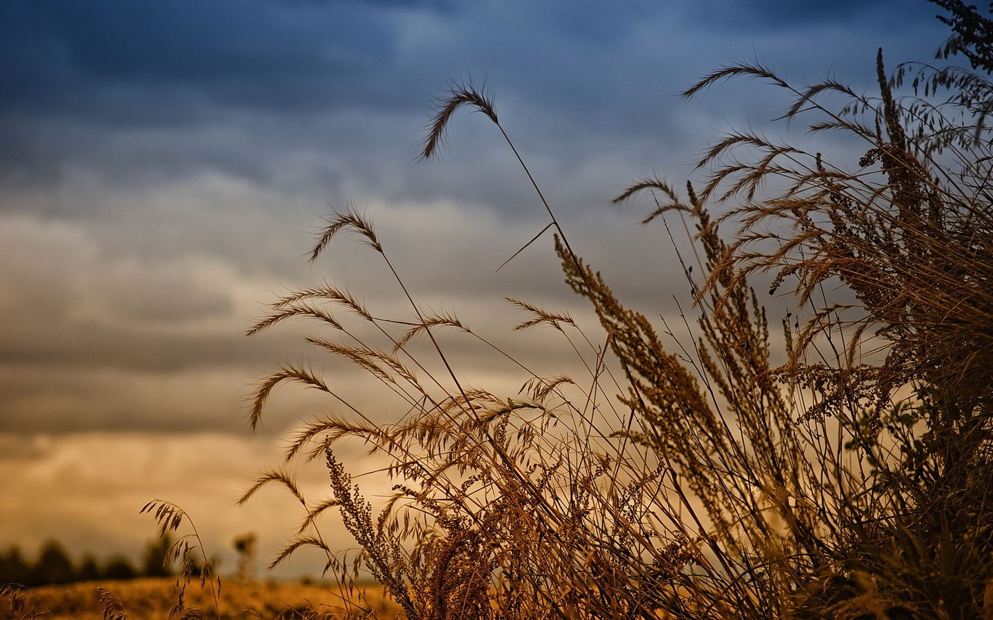 Обои поле, урожай, рожь, field, harvest, rye разрешение 1920x1200 Загрузить