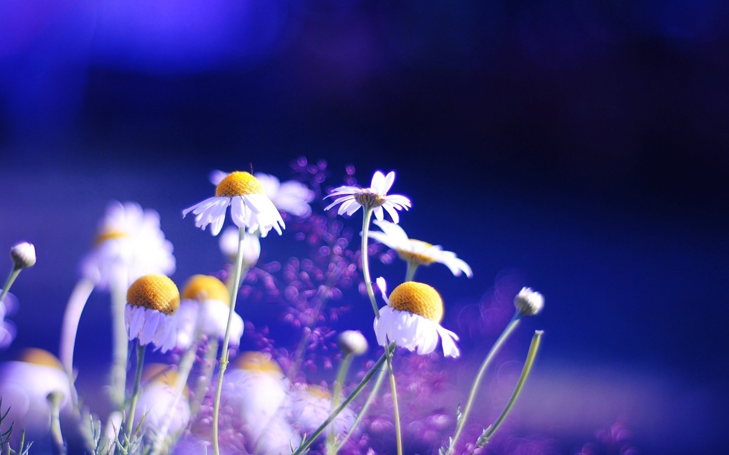 Обои природа, красота, ромашки, nature, beauty, chamomile разрешение 1920x1080 Загрузить