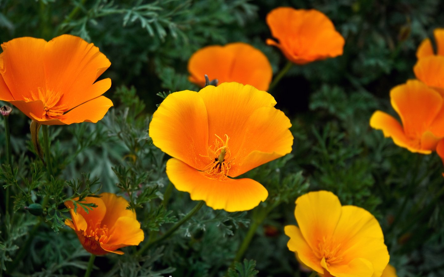 Обои цветы, эшшольция, калифорнийский мак, flowers, escholzia, california poppy разрешение 1920x1080 Загрузить