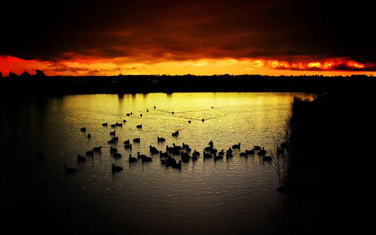 Обои небо, вечер, озеро, закат, птицы, утки, the sky, the evening, lake, sunset, birds, duck разрешение 1920x1440 Загрузить