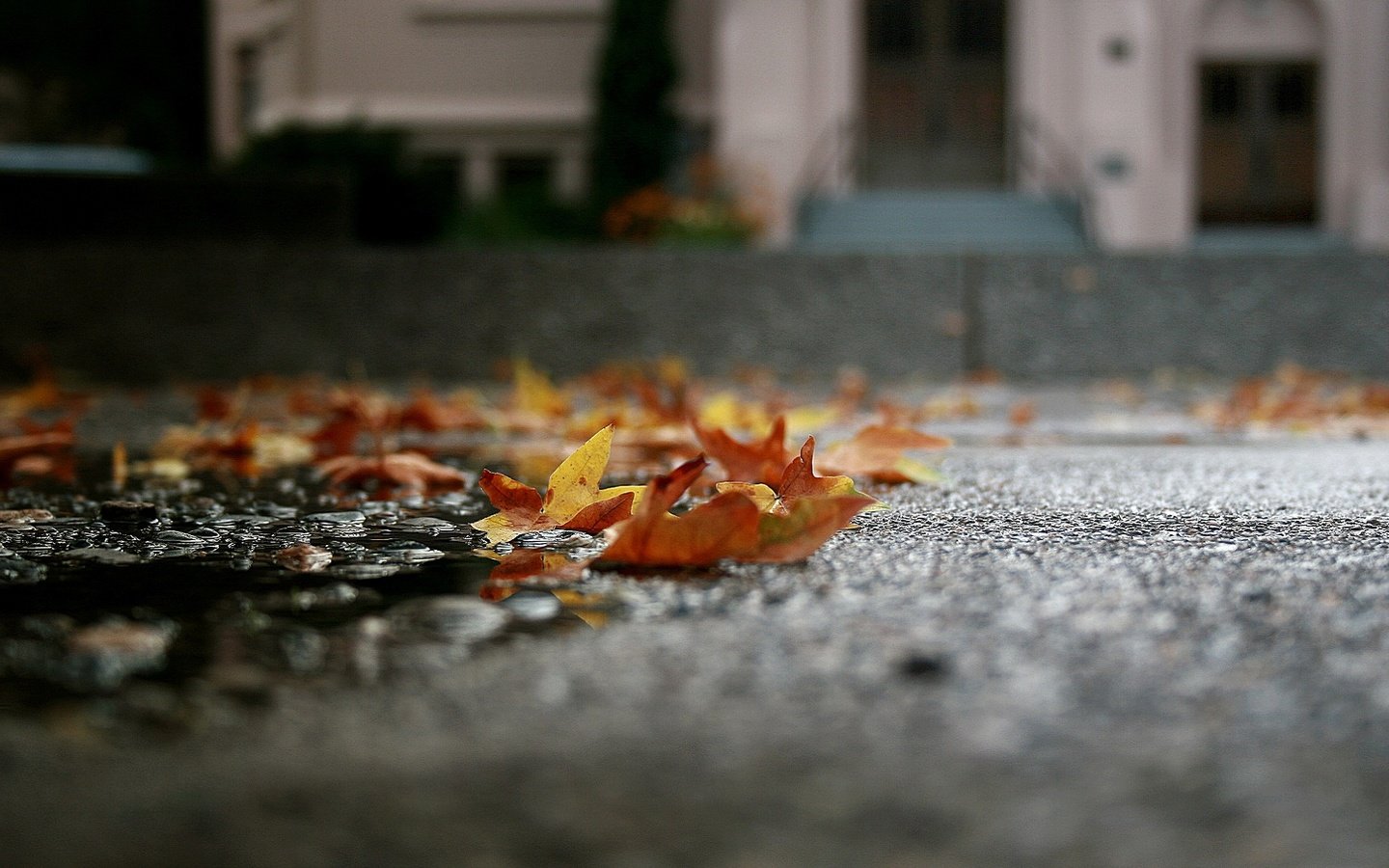 Обои листья, макро, осень, асфальт, лужа, leaves, macro, autumn, asphalt, puddle разрешение 1920x1080 Загрузить