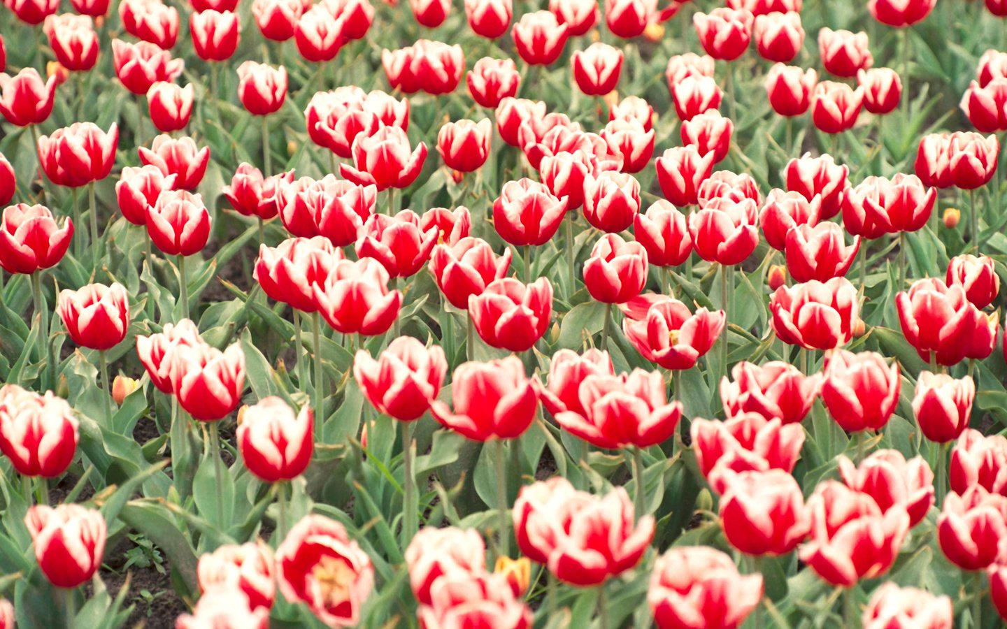 Обои цветы, тюльпаны, тюпан, flowers, tulips, tupan разрешение 1920x1200 Загрузить