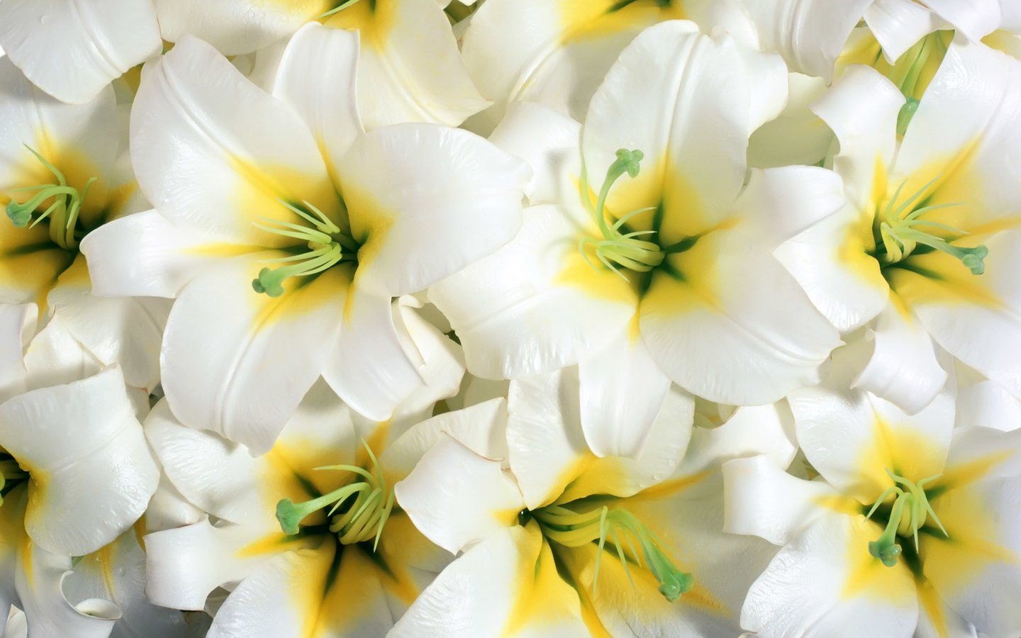Обои цветы, тычинки, белые, крупный план, лилии, flowers, stamens, white, close-up, lily разрешение 1920x1200 Загрузить