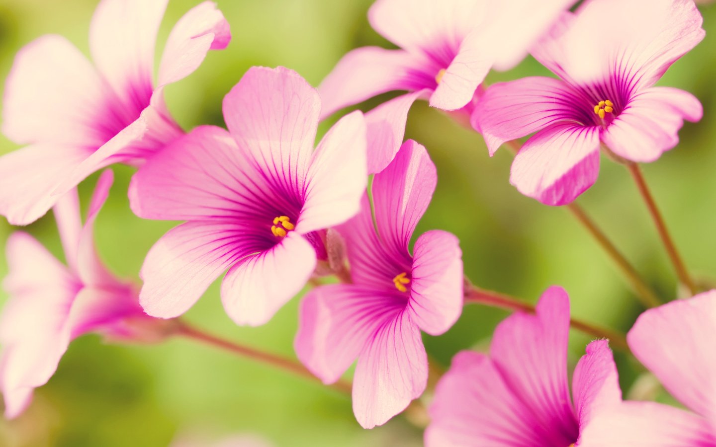 Обои цветы, лепестки, розовые, кислица, flowers, petals, pink, oxalis разрешение 1920x1080 Загрузить