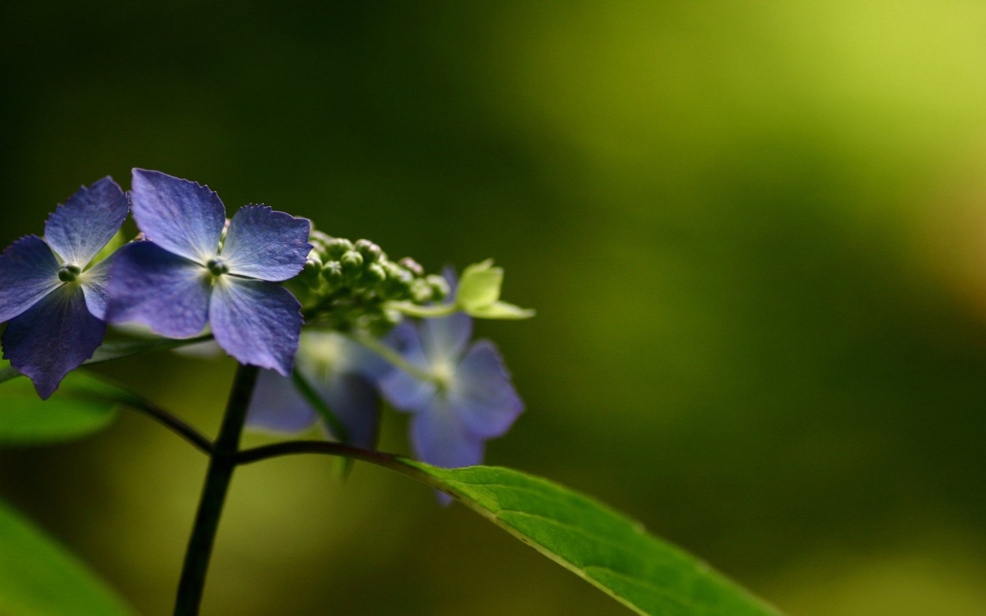 Обои цветы, природа, макро, гортензия, flowers, nature, macro, hydrangea разрешение 1920x1080 Загрузить