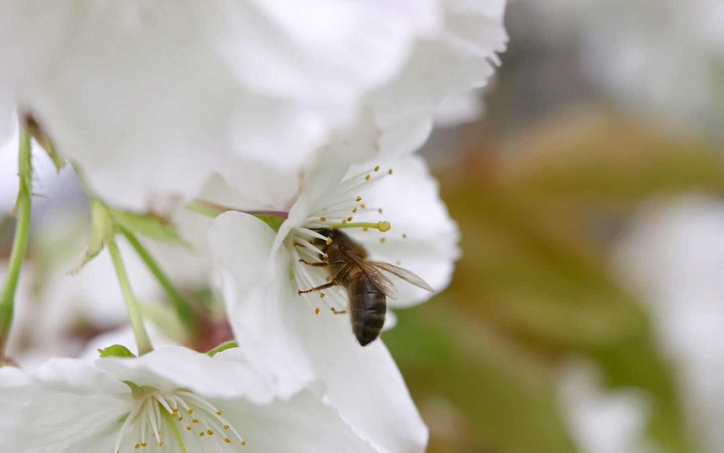 Обои весна, яблоня, пчела, spring, apple, bee разрешение 1920x1200 Загрузить