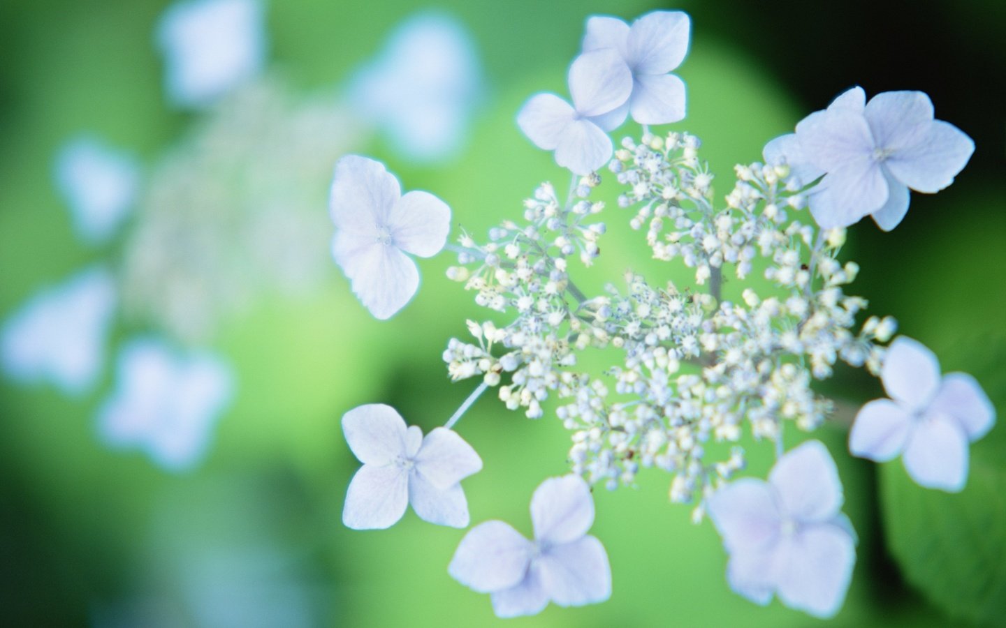 Обои цветы, гортензия, flowers, hydrangea разрешение 1920x1200 Загрузить