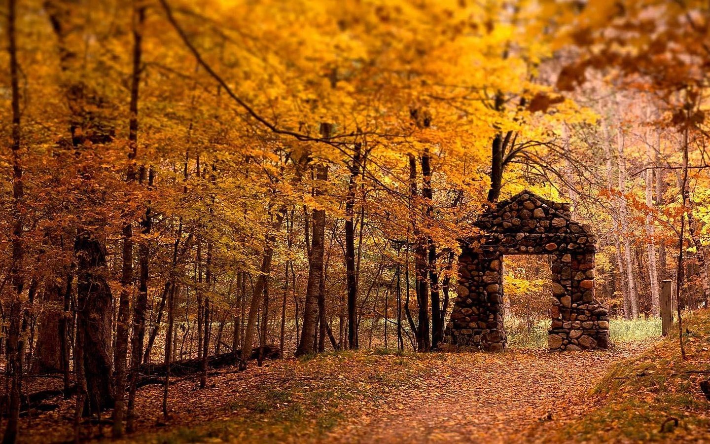 Обои деревья, лес, листья, листва, осень, тропа, trees, forest, leaves, foliage, autumn, trail разрешение 1920x1080 Загрузить