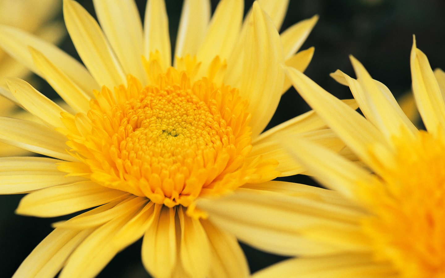 Обои цветы, макро, растение, желтые, хризантемы, flowers, macro, plant, yellow, chrysanthemum разрешение 1920x1200 Загрузить