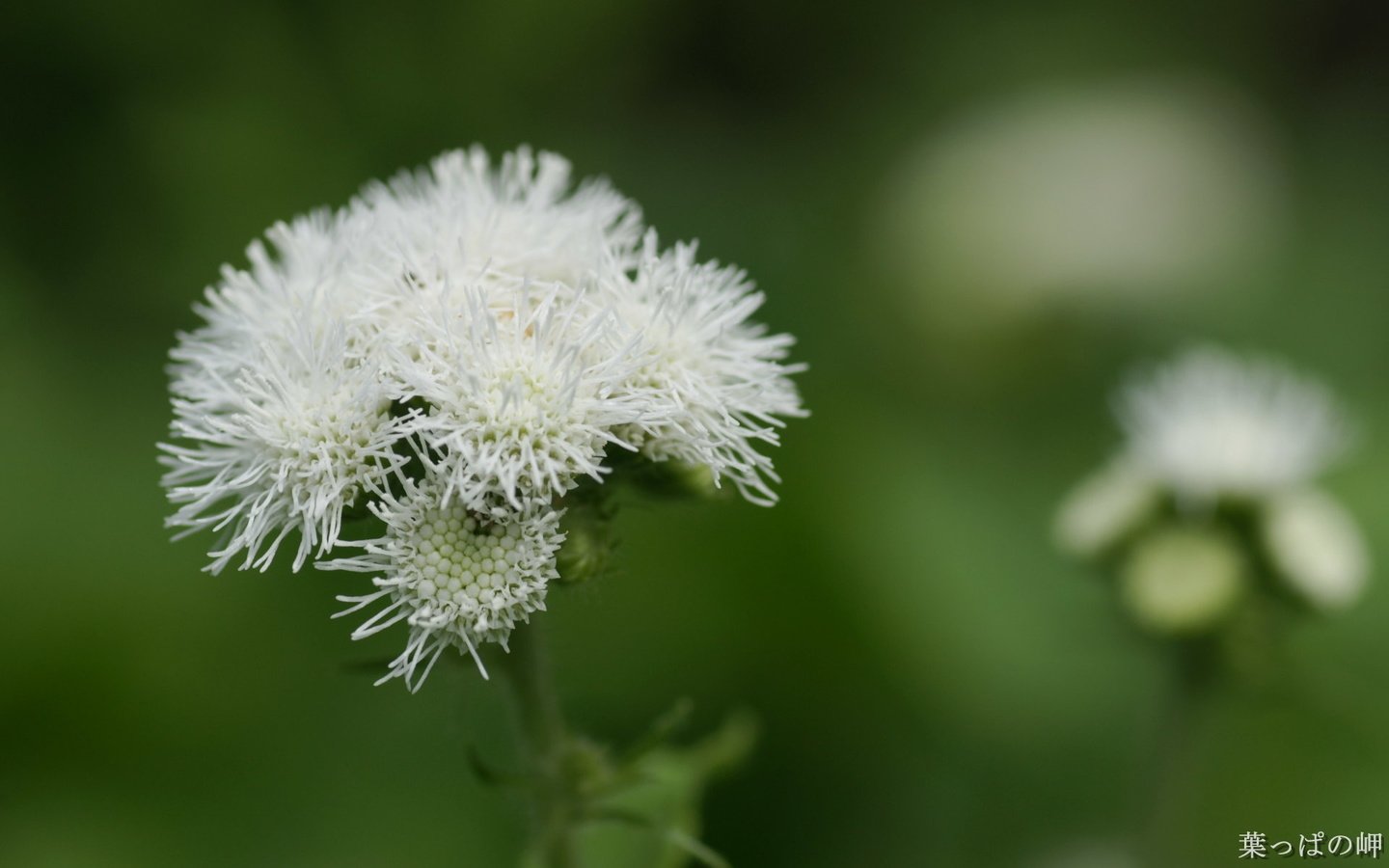 Обои цветы, размытость, белые, агератум, flowers, blur, white, ageratum разрешение 1920x1200 Загрузить