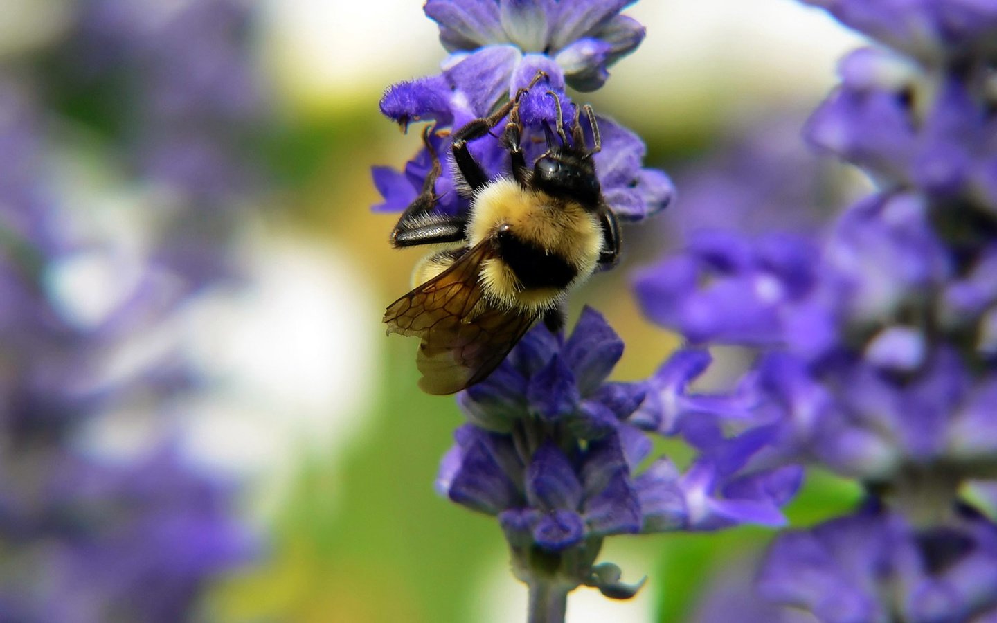 Обои насекомое, цветок, пчела, нектар, шмель, опыление, insect, flower, bee, nectar, bumblebee, pollination разрешение 1920x1200 Загрузить