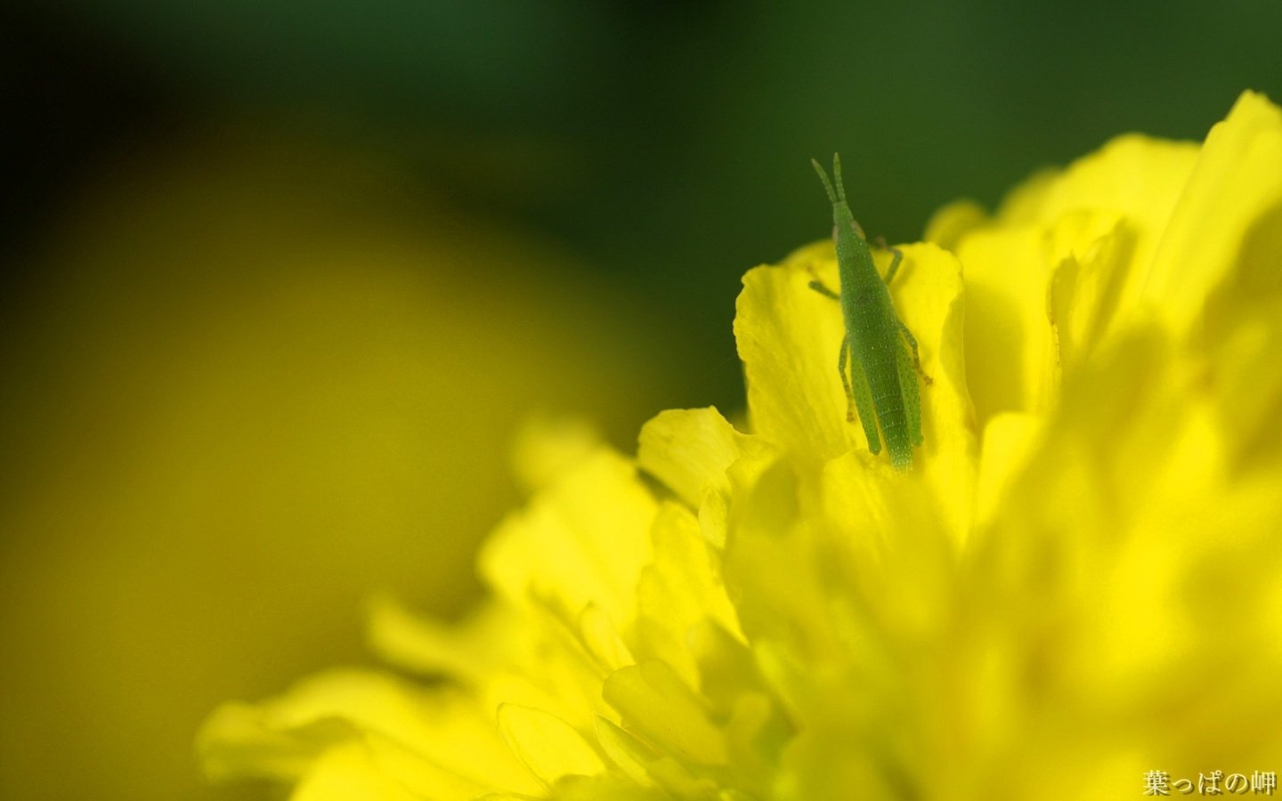 Обои макро, насекомые, одуванчик, кузнечик, macro, insects, dandelion, grasshopper разрешение 1920x1200 Загрузить