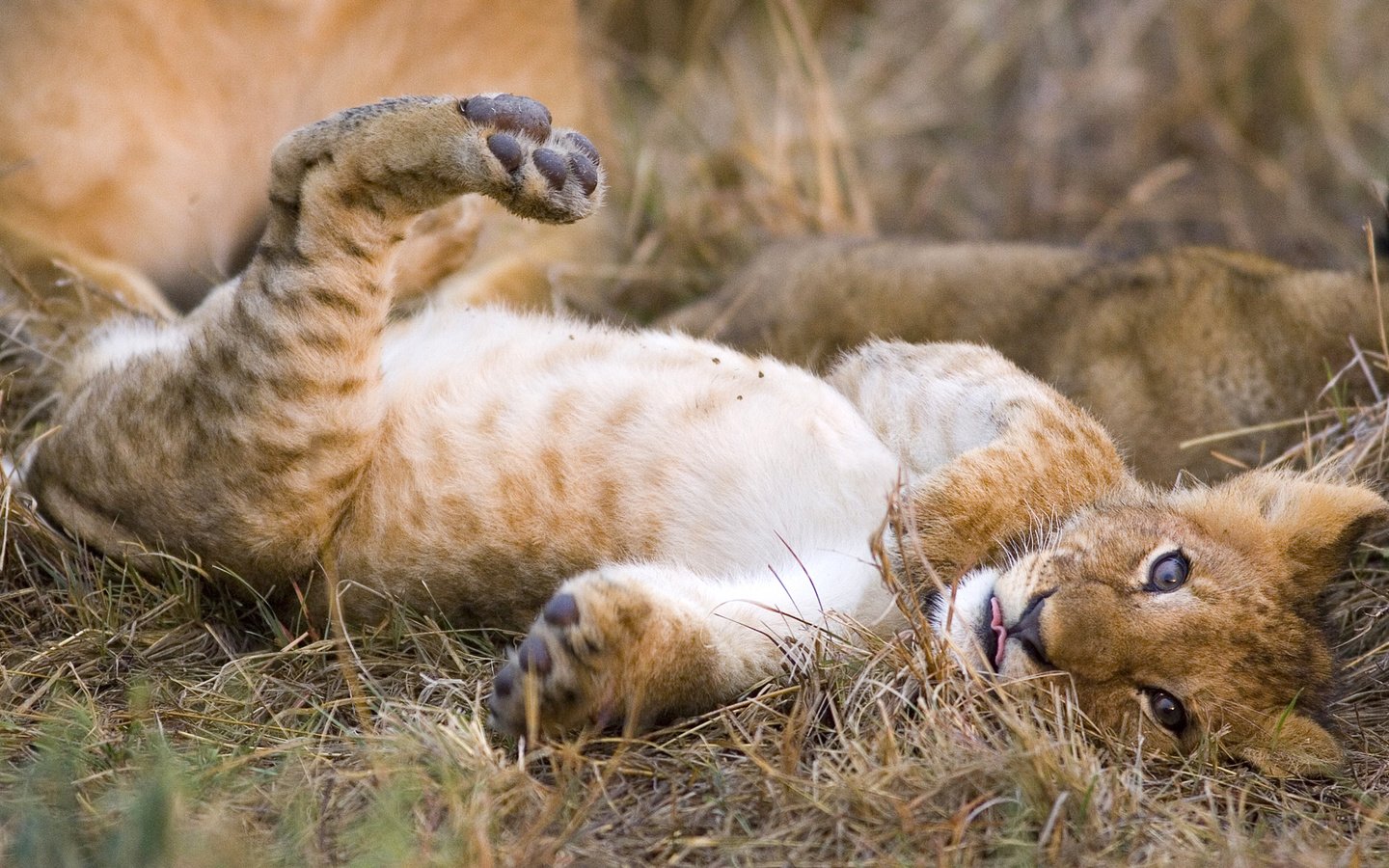 Обои трава, кошка, котенок, леопард, хищник, лев, львёнок, grass, cat, kitty, leopard, predator, leo, lion разрешение 1920x1080 Загрузить