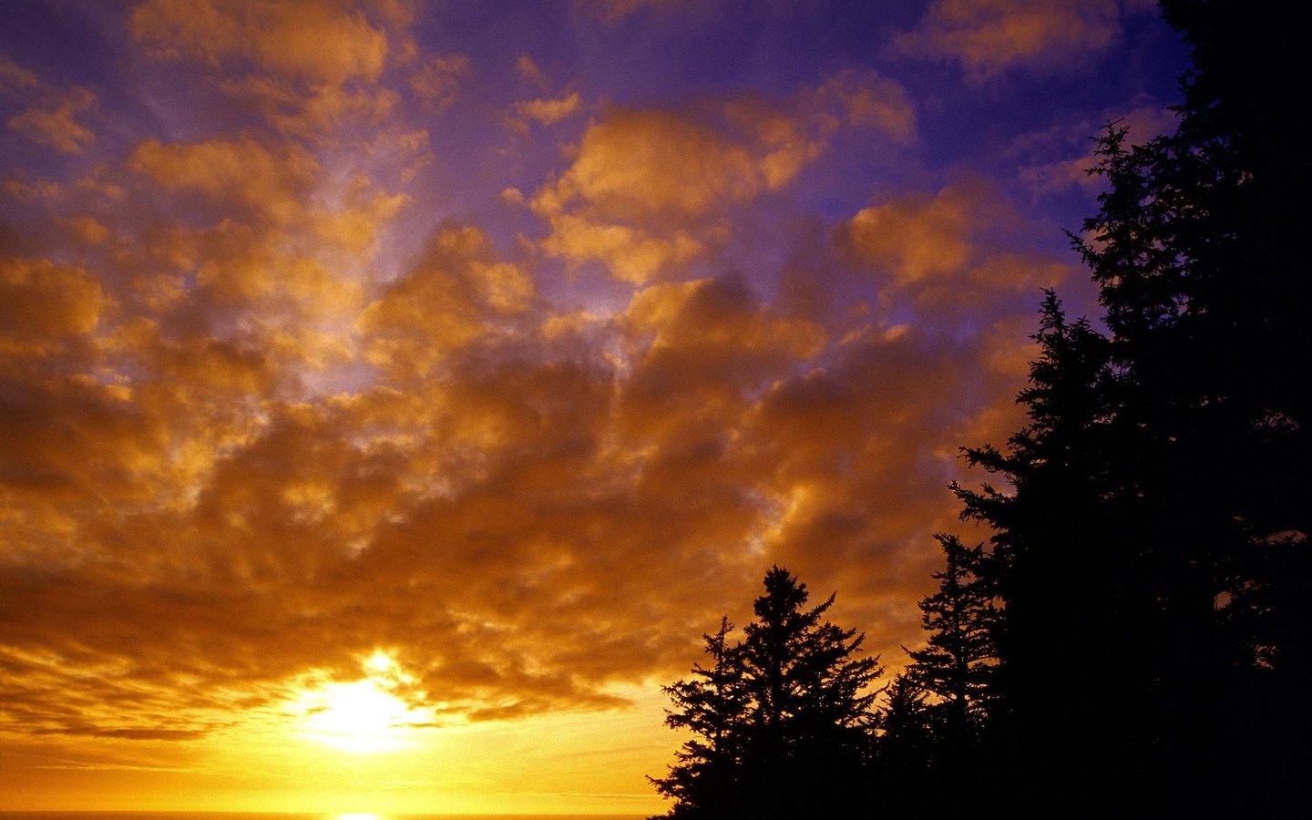 Обои небо, облака, солнце, лес, закат, ель, the sky, clouds, the sun, forest, sunset, spruce разрешение 1999x1333 Загрузить