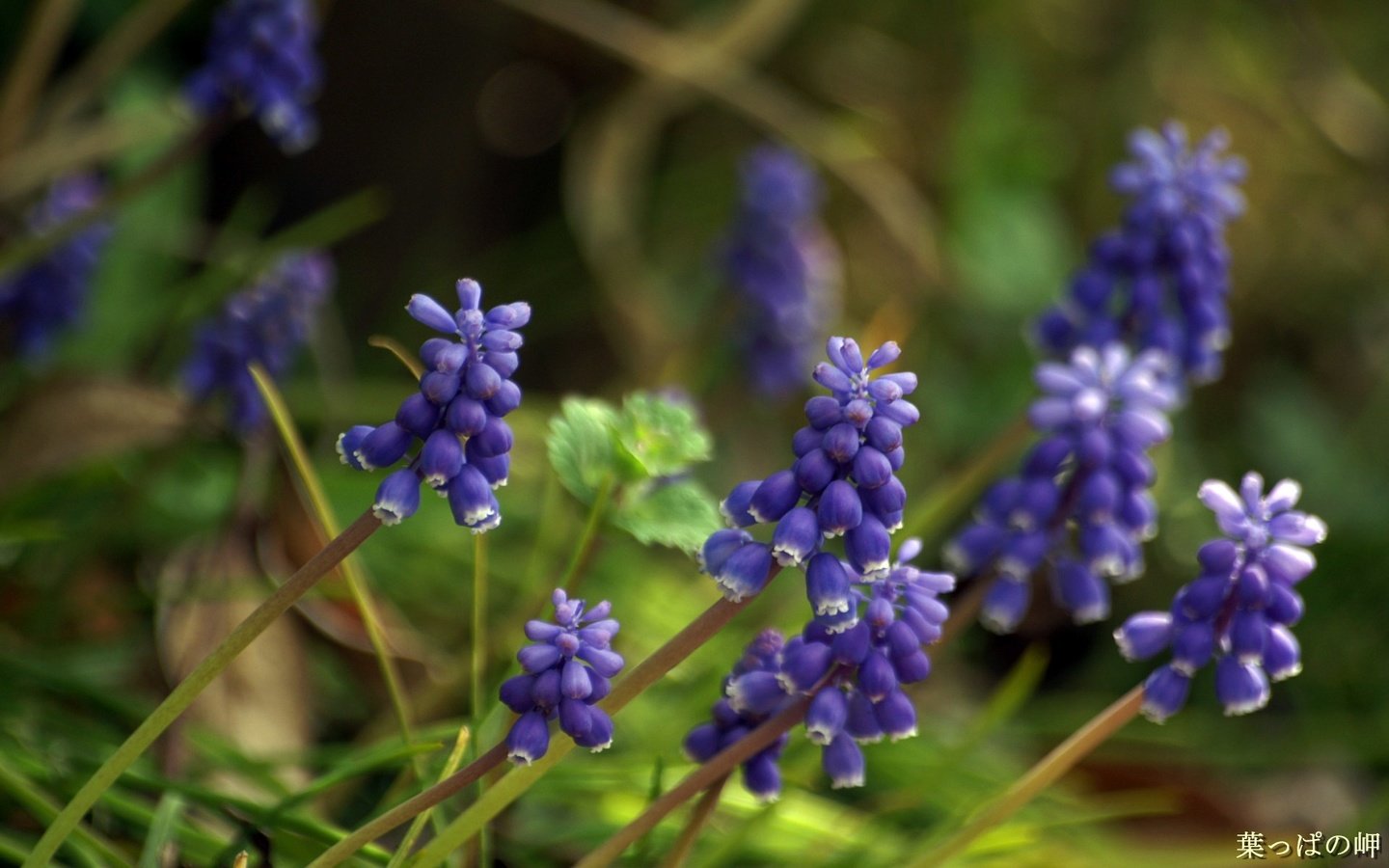 Обои цветы, весна, мускари, flowers, spring, muscari разрешение 1920x1200 Загрузить