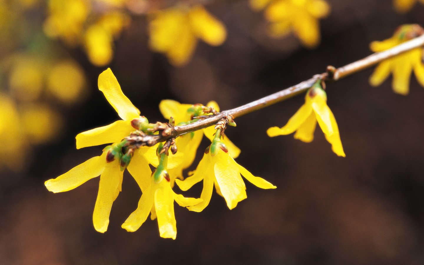 Обои цветы, ветка, желтые, форзиция, flowers, branch, yellow, forsythia разрешение 1920x1200 Загрузить