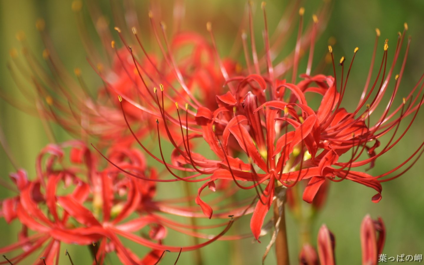 Обои цветы, лилии, лилейники, ликорис лучистый, ликорис, flowers, lily, the daylilies, he lost his parents, radiant, he lost his parents, разрешение 1920x1200 Загрузить