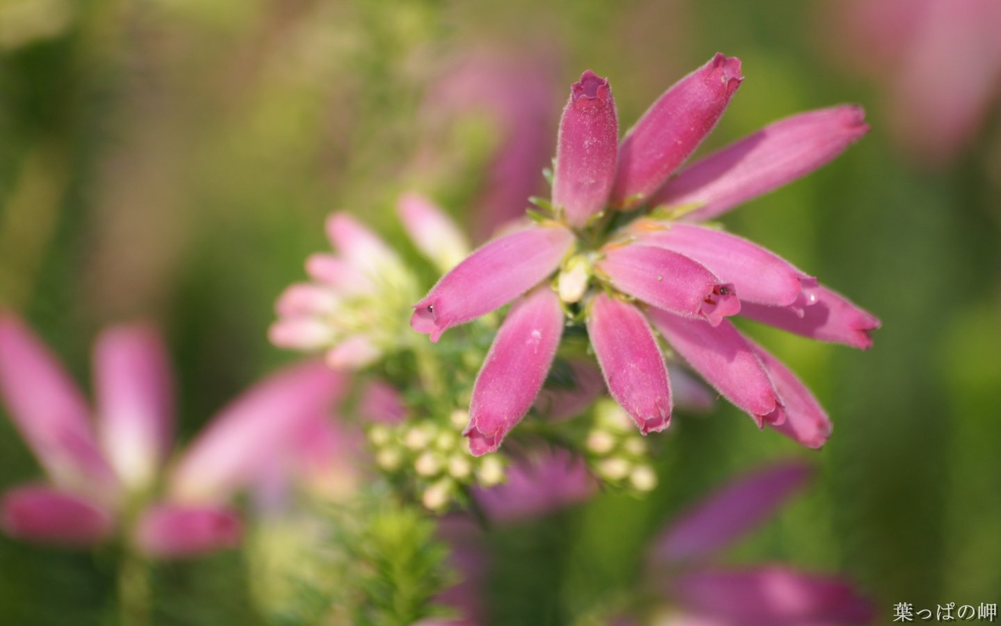 Обои макро, цветок, размытость, вереск, macro, flower, blur, heather разрешение 1920x1200 Загрузить