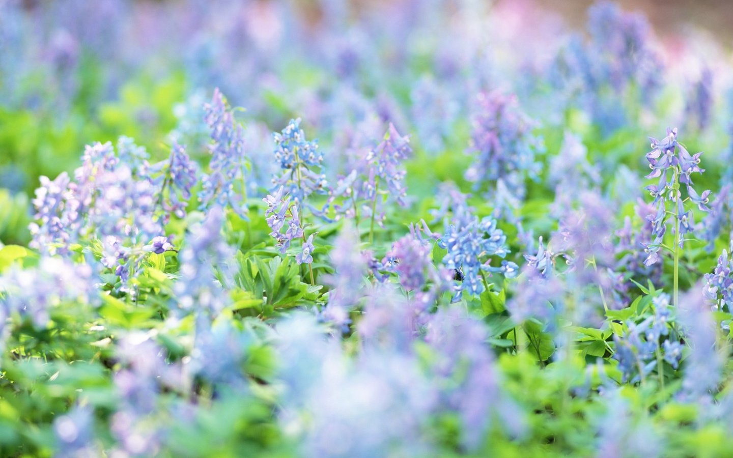 Обои цветы, луг, весна, голубые, полевые цветы, flowers, meadow, spring, blue, wildflowers разрешение 1920x1200 Загрузить