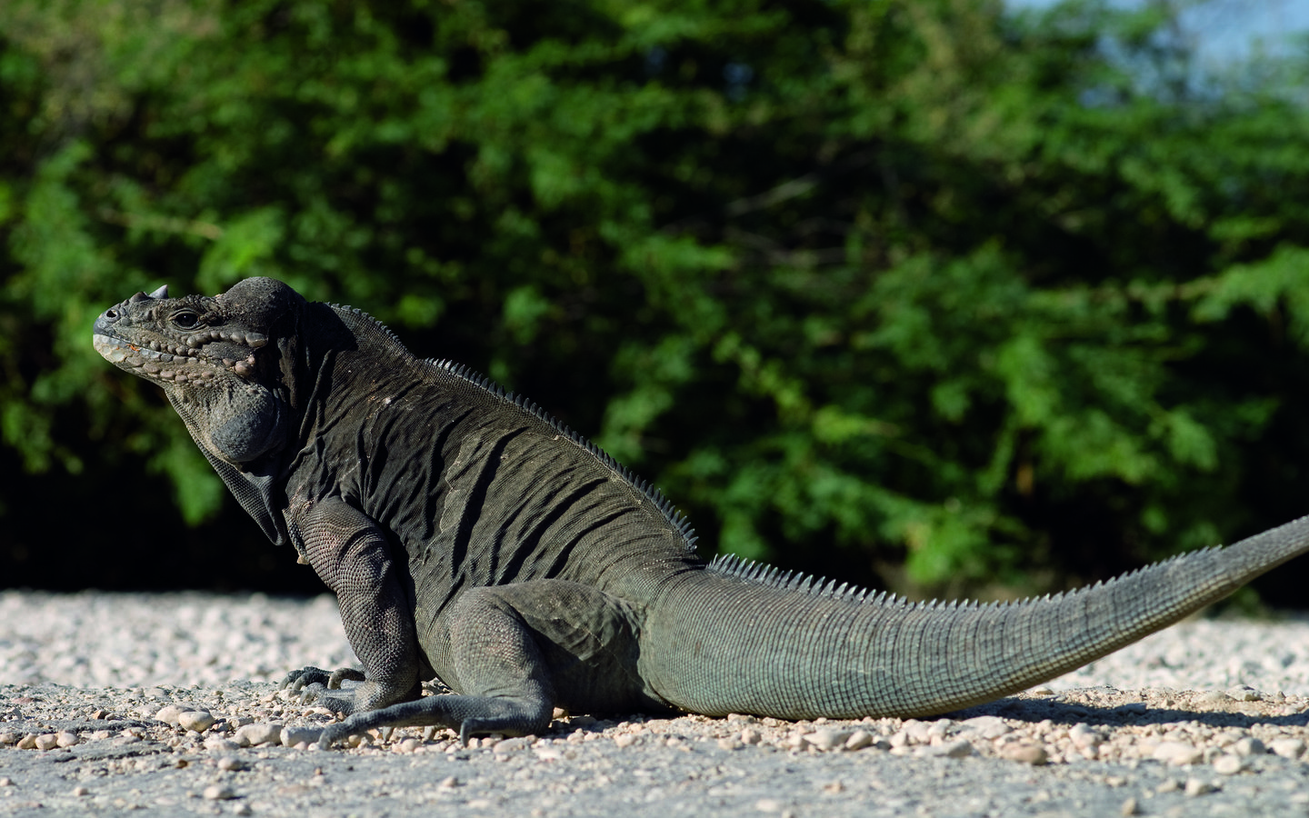 Обои ящерица, рептилия, bahis de las aguilas, варан, komodo dragon, комодский варан, lizard, reptile, varan разрешение 2560x1600 Загрузить