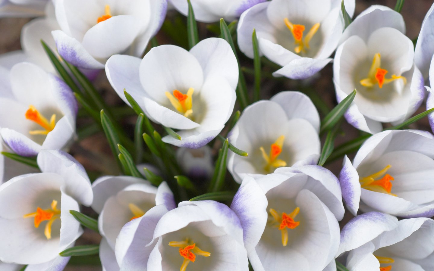 Обои цветы, макро, лепестки, белые, крокусы, flowers, macro, petals, white, crocuses разрешение 1920x1200 Загрузить