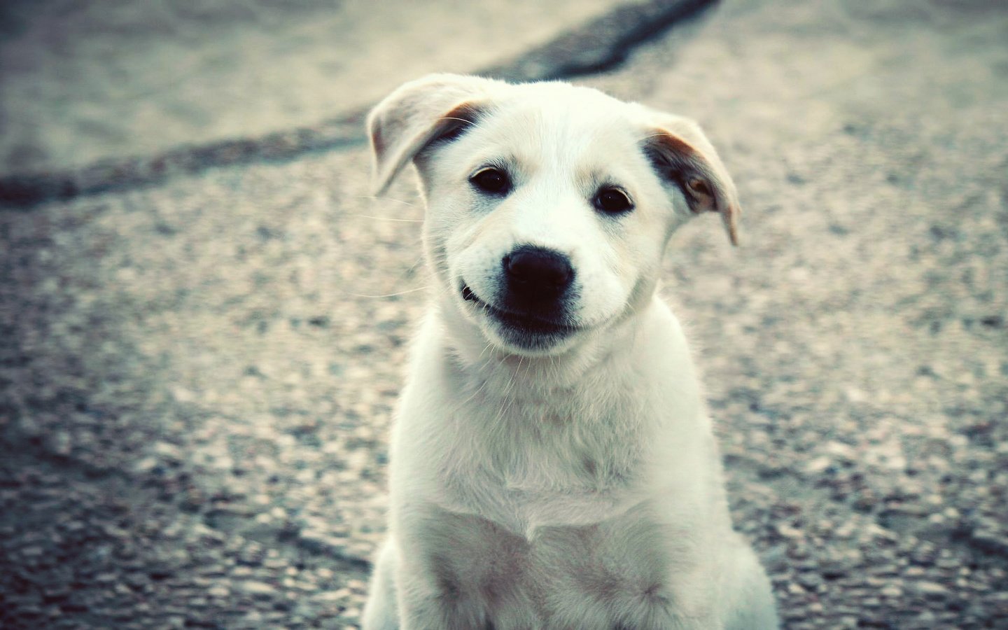 Обои улыбка, белый, собака, щенок, лабрадор, милый, smile, white, dog, puppy, labrador, cute разрешение 1920x1200 Загрузить