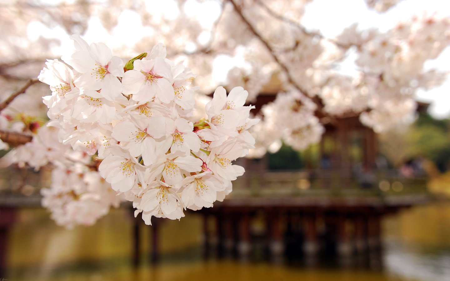 Обои дерево, цветение, белый, растение, нежный, tree, flowering, white, plant, gentle разрешение 2560x1600 Загрузить