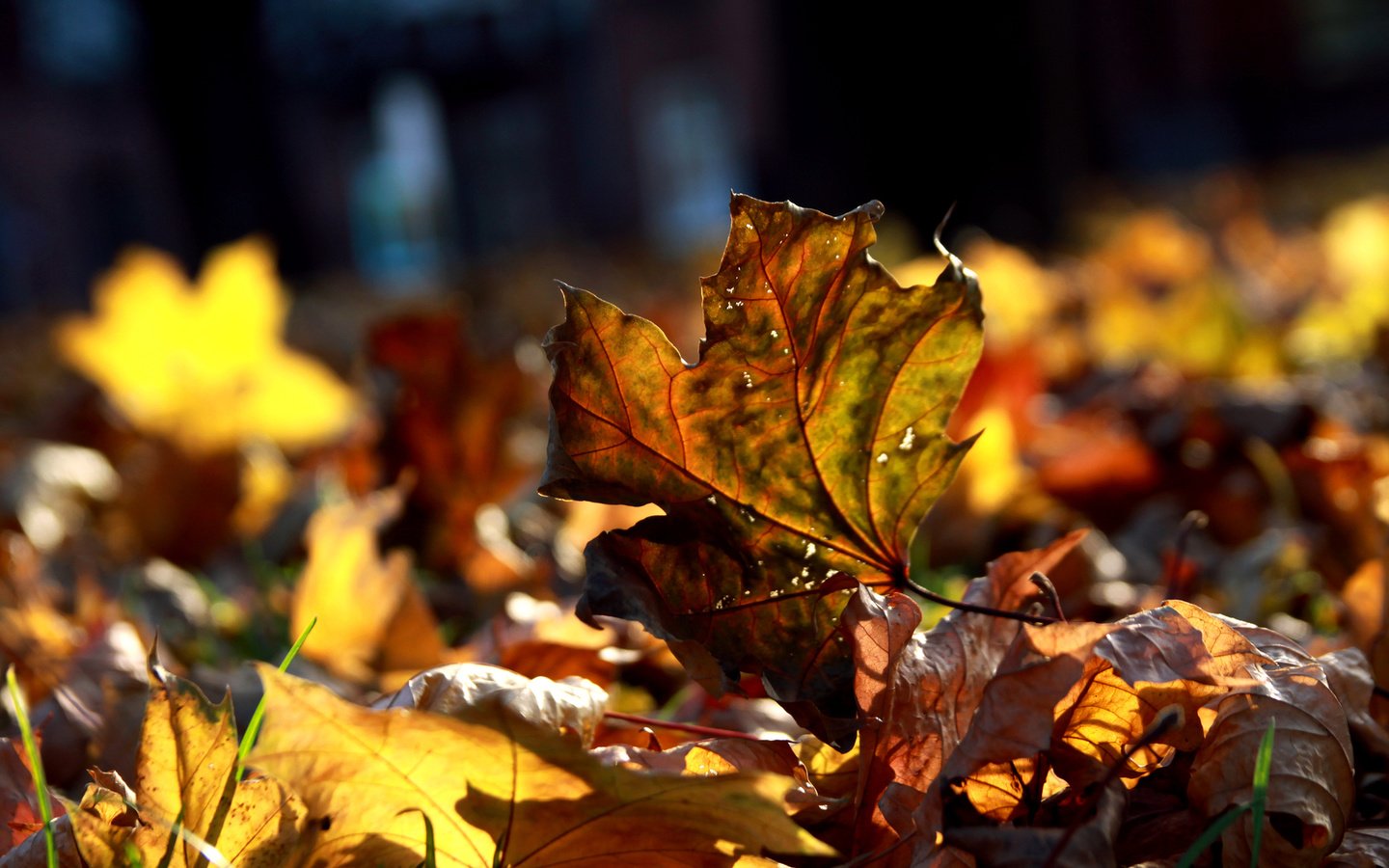 Обои макро, листва, осень, много, осенние листья, macro, foliage, autumn, a lot, autumn leaves разрешение 1920x1080 Загрузить