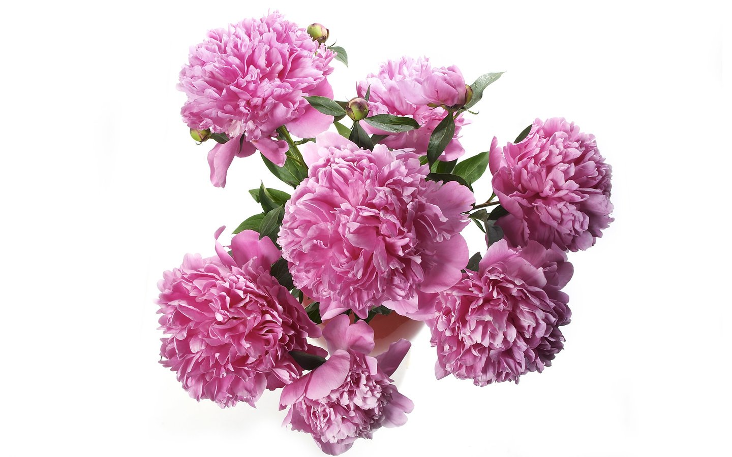 Обои букет, розовые, пионы, bouquet, pink, peonies разрешение 2560x1600 Загрузить