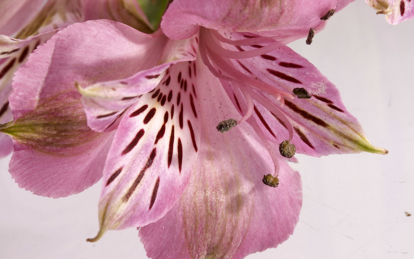 Обои цветок, лепестки, тычинки, лилия, альстромерия, flower, petals, stamens, lily, alstroemeria разрешение 2560x1600 Загрузить