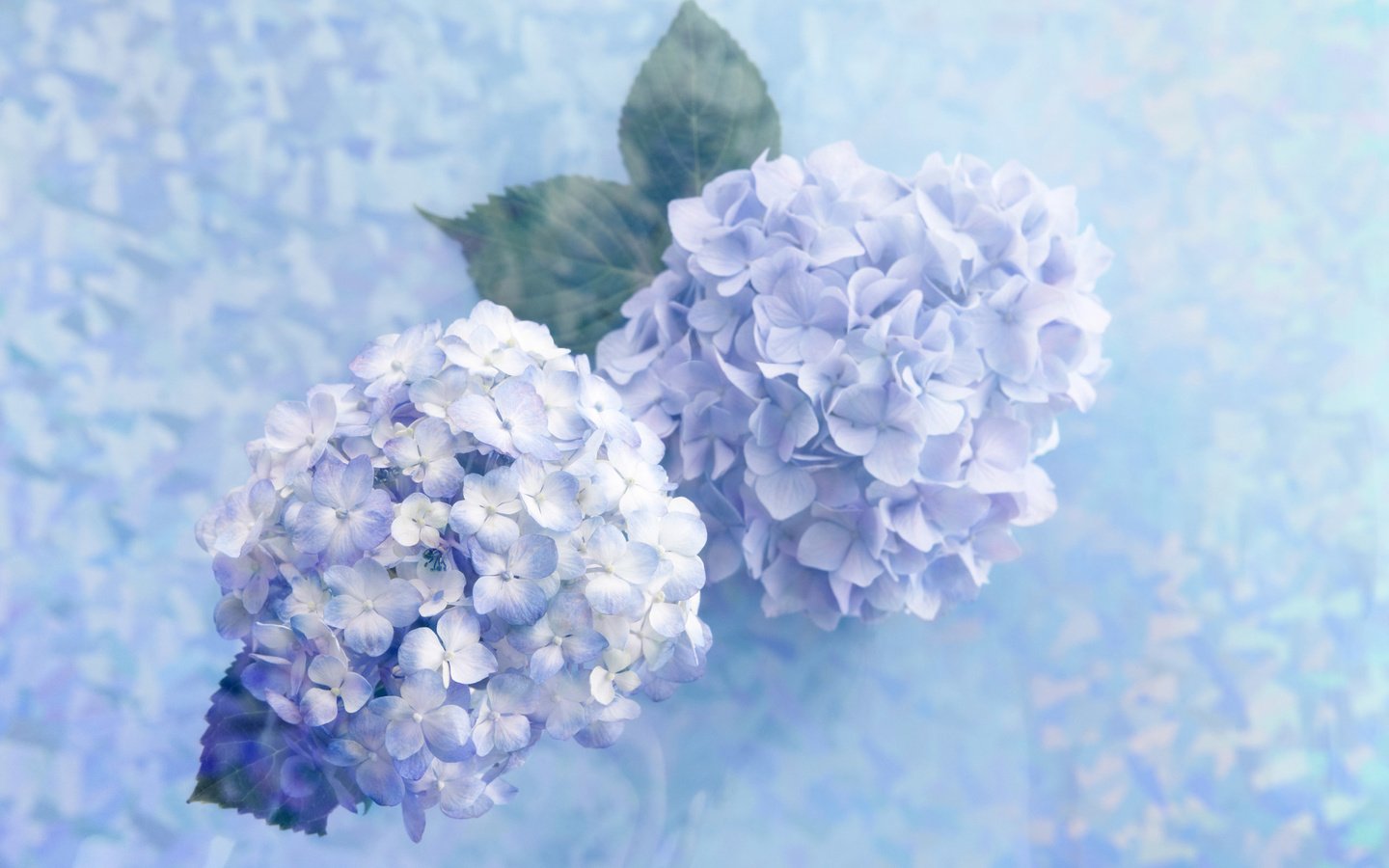 Обои цветы, гортензия, flowers, hydrangea разрешение 2560x1600 Загрузить