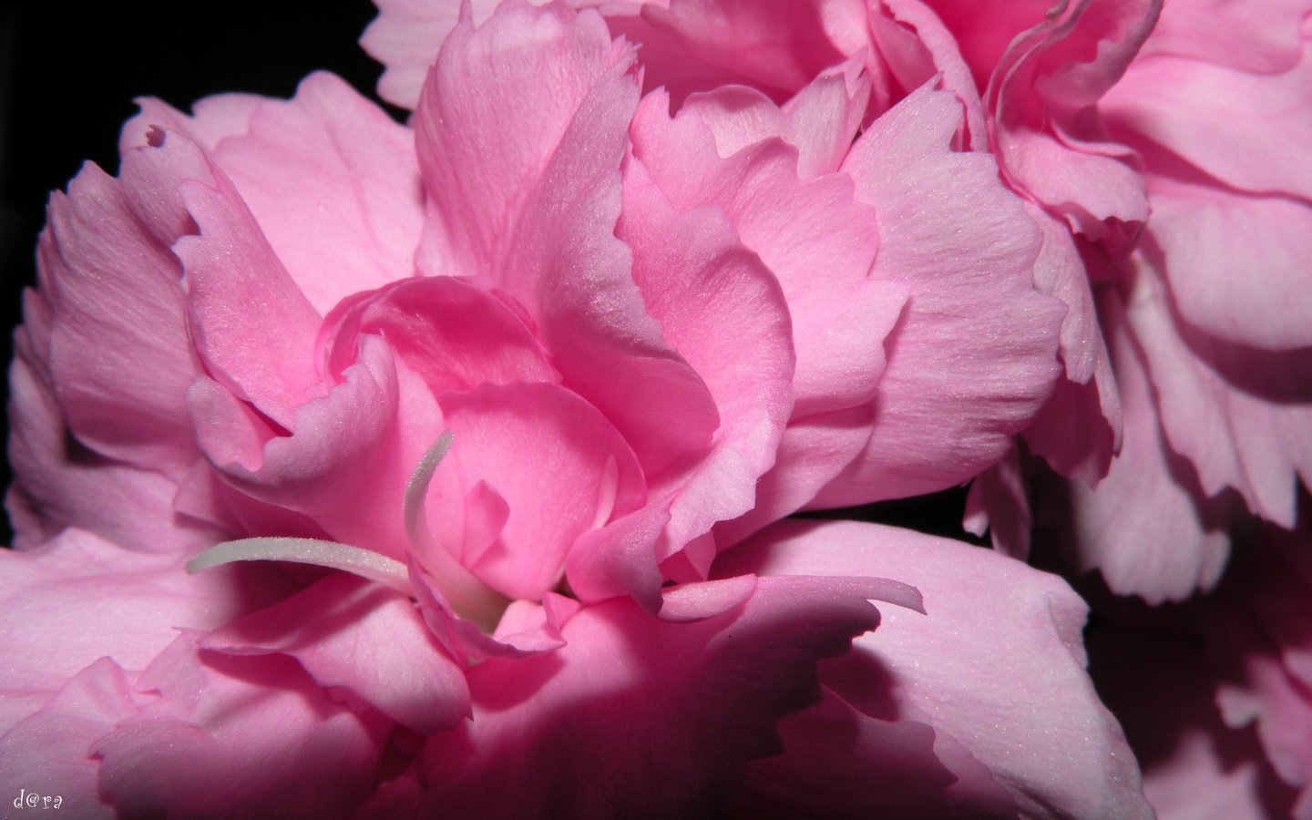 Обои цветы, лепестки, розовые, пионы, flowers, petals, pink, peonies разрешение 2560x1600 Загрузить