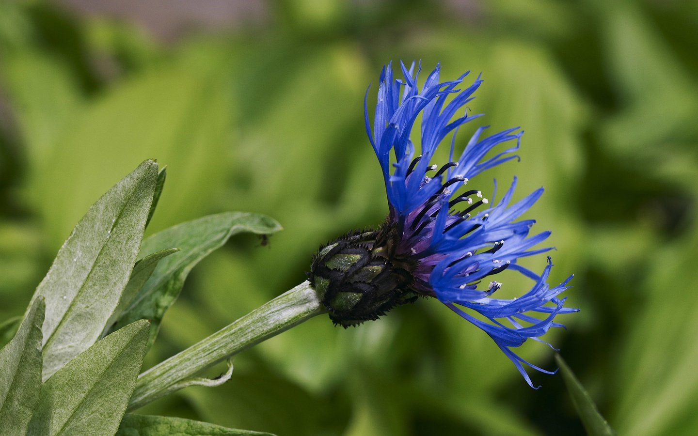 Обои цветок, лепестки, стебель, василек, flower, petals, stem, cornflower разрешение 2560x1600 Загрузить