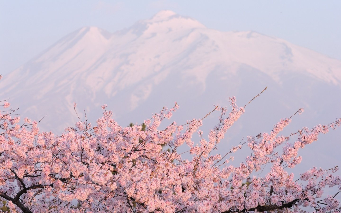 Обои горы, розовое, цветущая сакура, mountains, pink, cherry blossoms разрешение 2560x1600 Загрузить