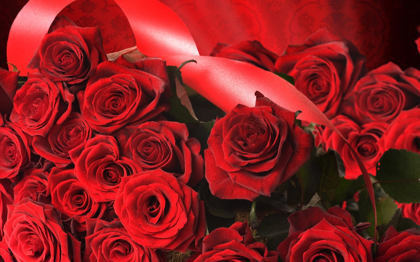 Обои розы, роза, красный, лента, roses, rose, red, tape разрешение 2560x1600 Загрузить