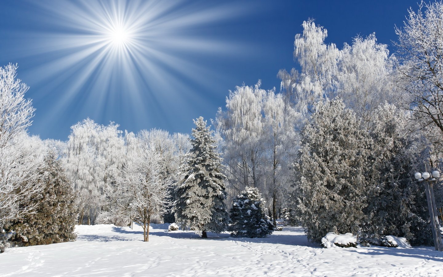 Обои небо, деревья, снег, лес, зима, пейзаж, солнечные лучи, the sky, trees, snow, forest, winter, landscape, the sun's rays разрешение 1920x1200 Загрузить