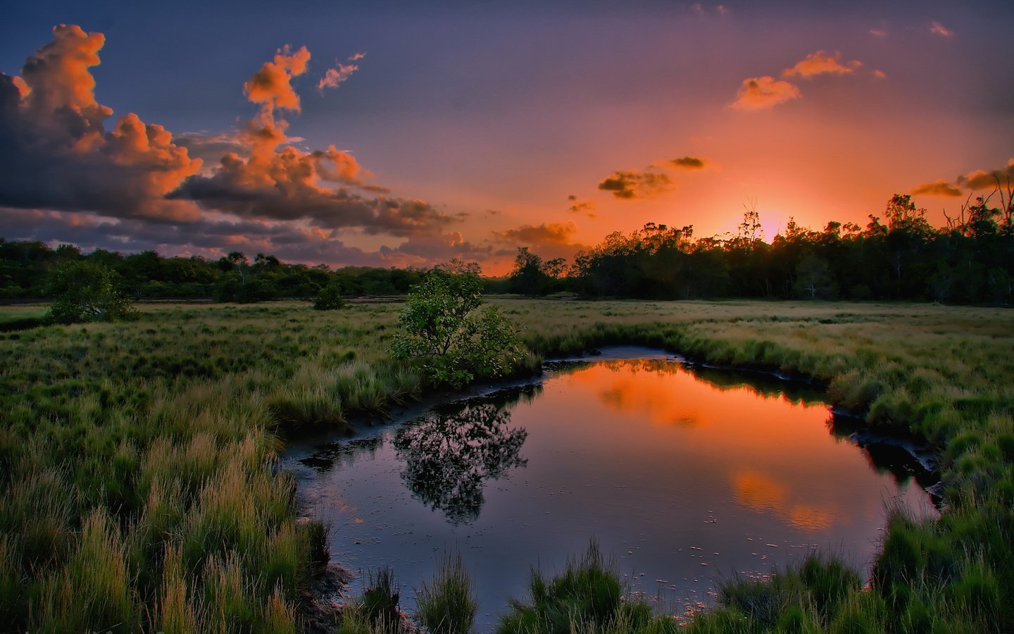 Обои трава, вода, природа, дерево, закат, отражение, лужа, grass, water, nature, tree, sunset, reflection, puddle разрешение 1920x1200 Загрузить