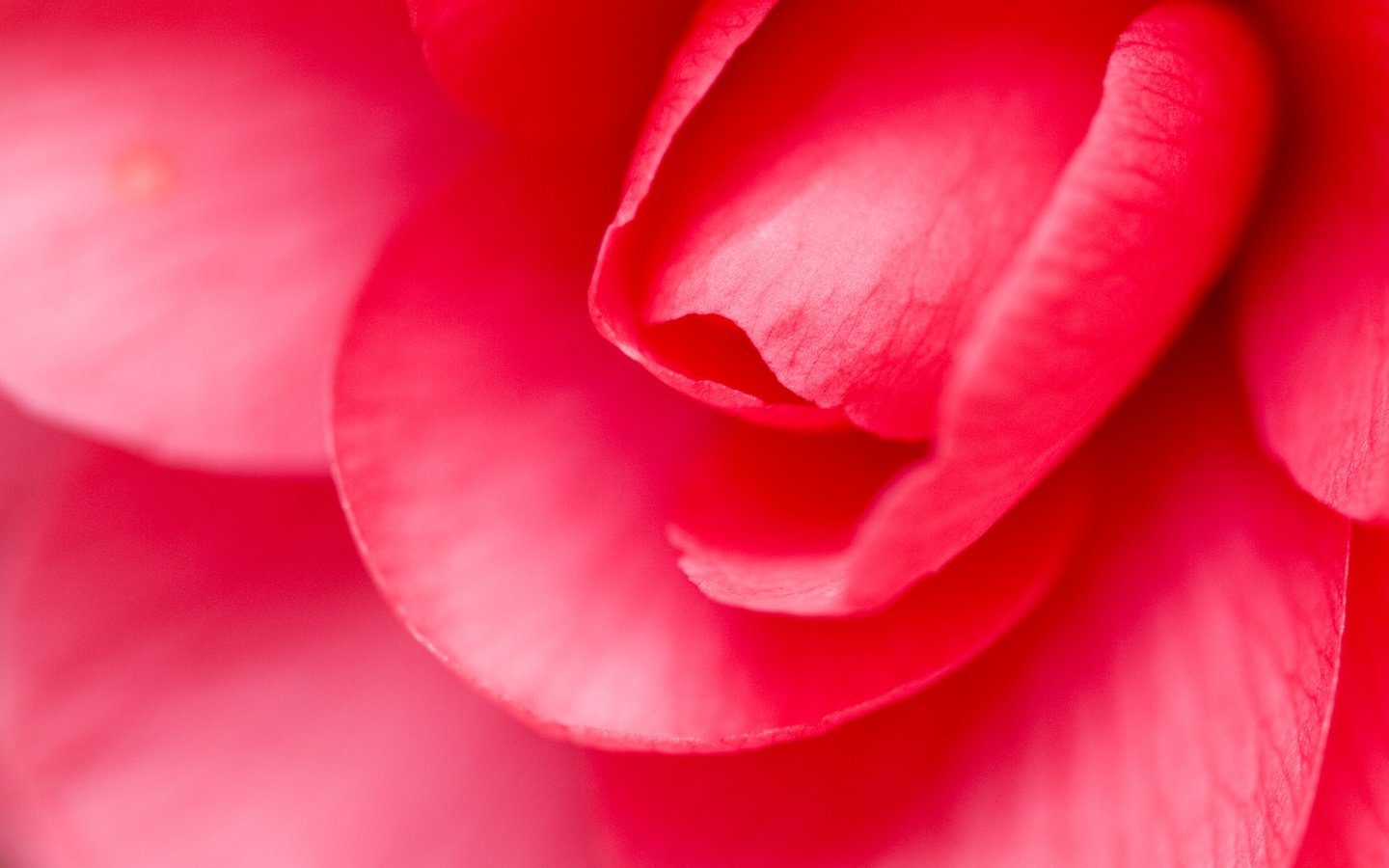 Обои цветок, роза, лепестки, крупным планом, flower, rose, petals, closeup разрешение 3000x2000 Загрузить